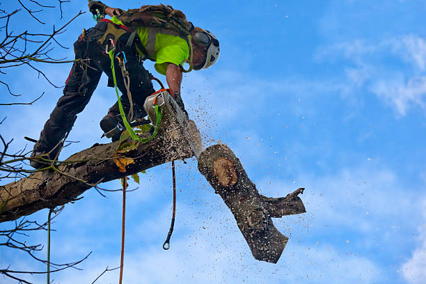 Best Emergency Tree Removal  in Keowee Key, SC